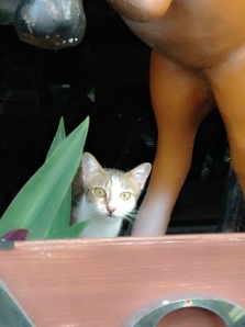 A curious little kitty